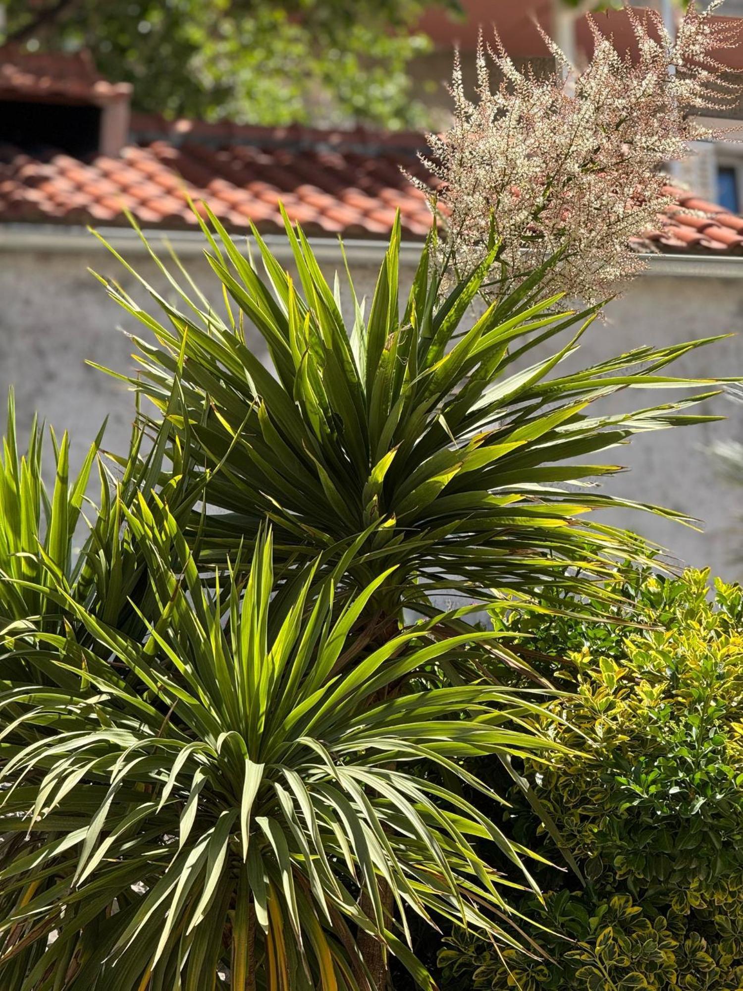 Apartment Biggy Cavtat Exterior photo